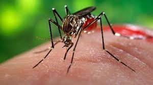propagación del Zika a través de un mosquito