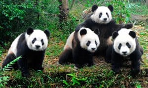 familia de pandas