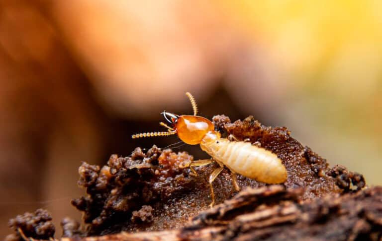 termitas comen madera