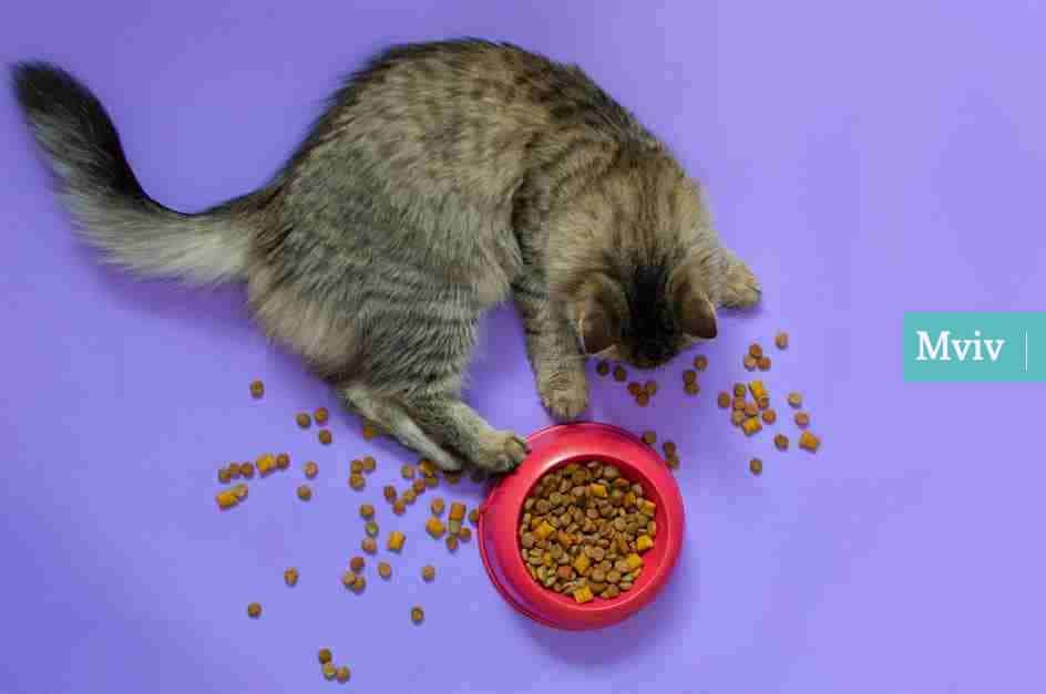 Gato gris con comida
