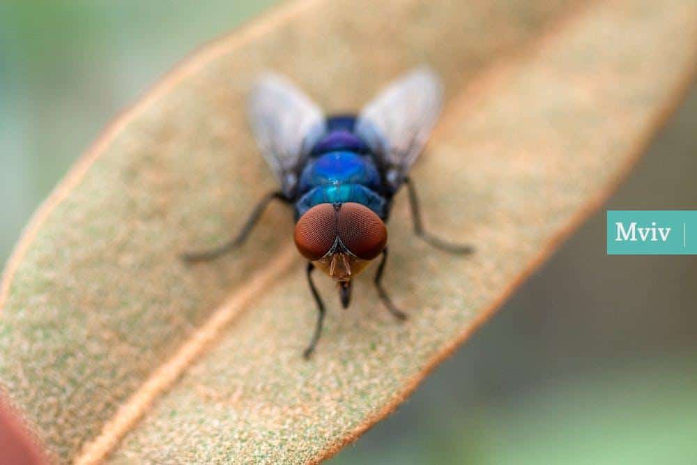 mosca azul
